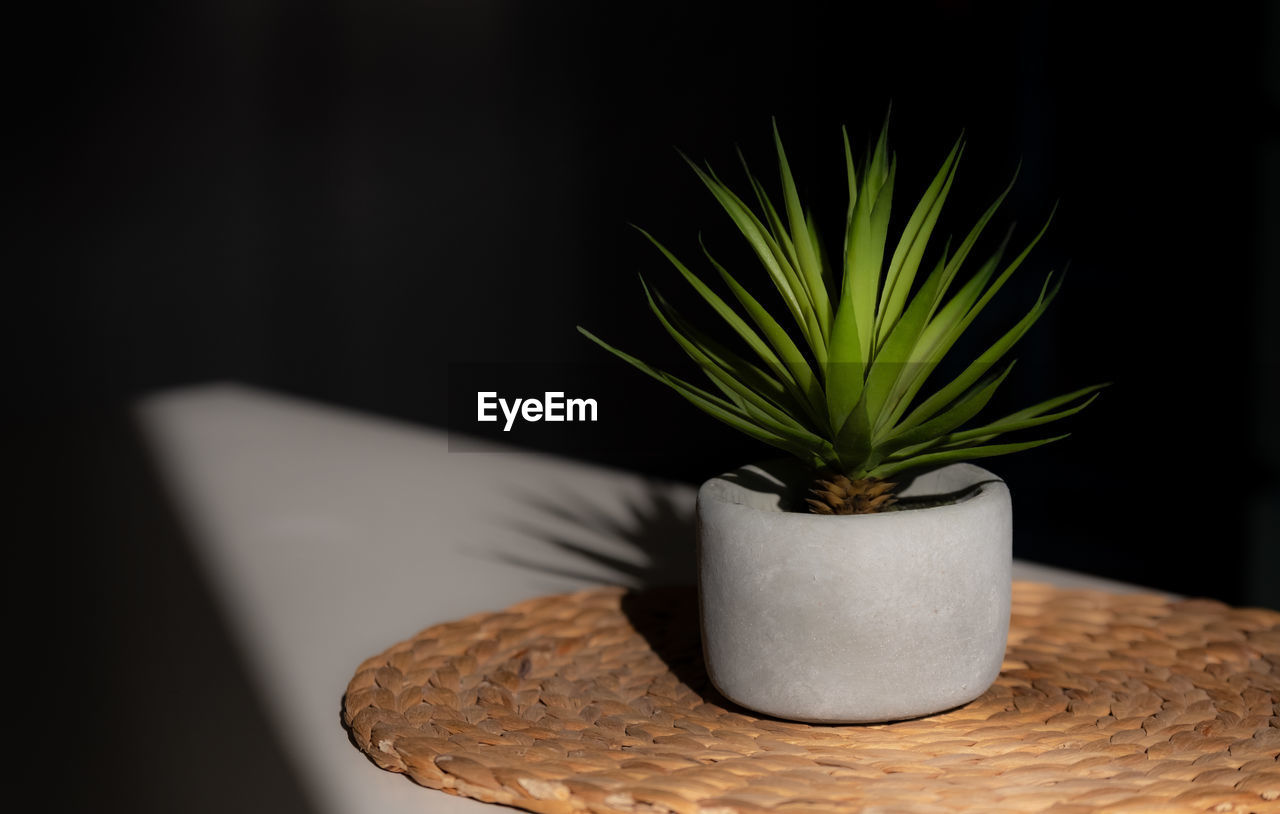 Close-up of potted plant on table