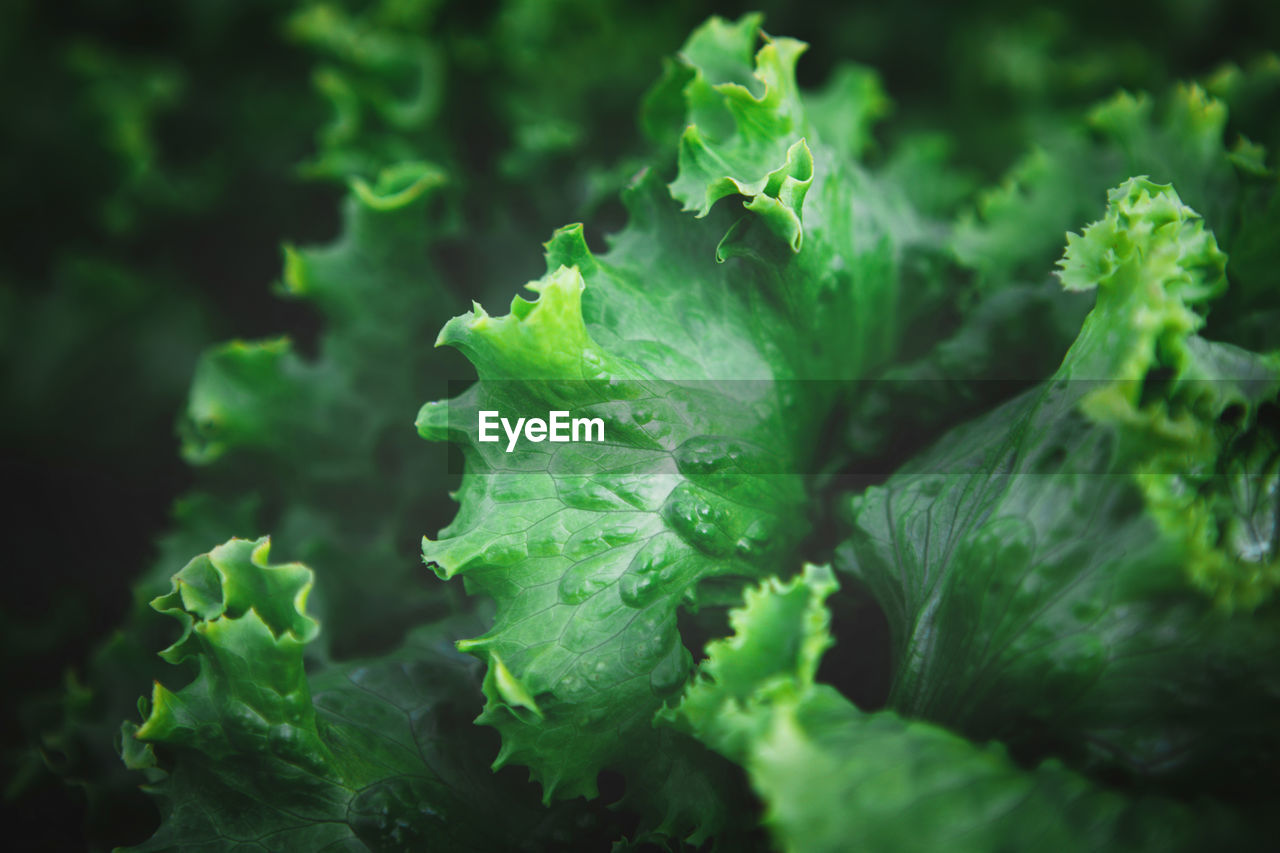 Closeup of rows of organic healthy green lettuce plants