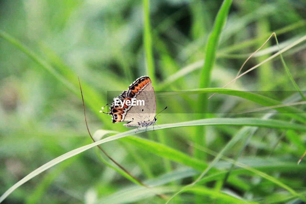 CLOSE-UP OF BUTTERFLY