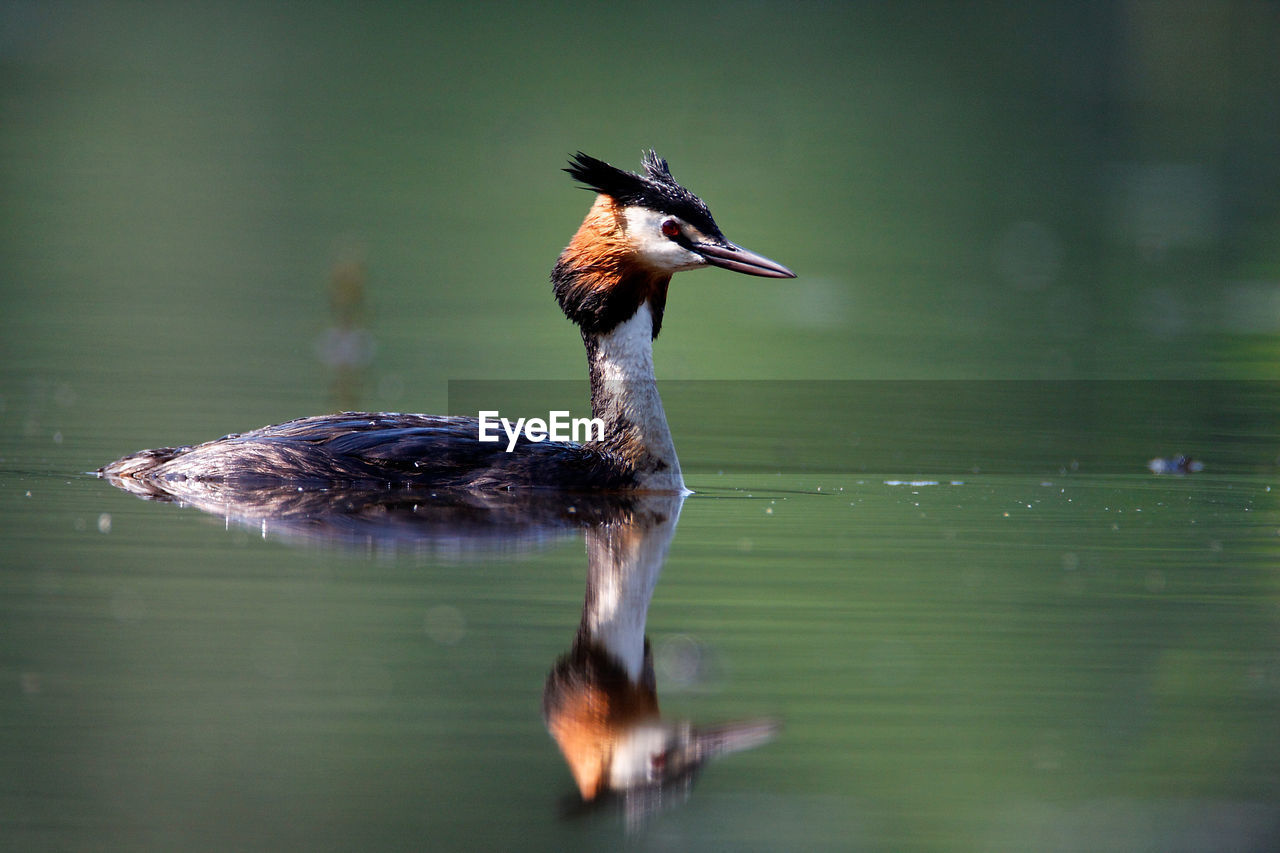 The great crested grebe on crna mlaka fishpond