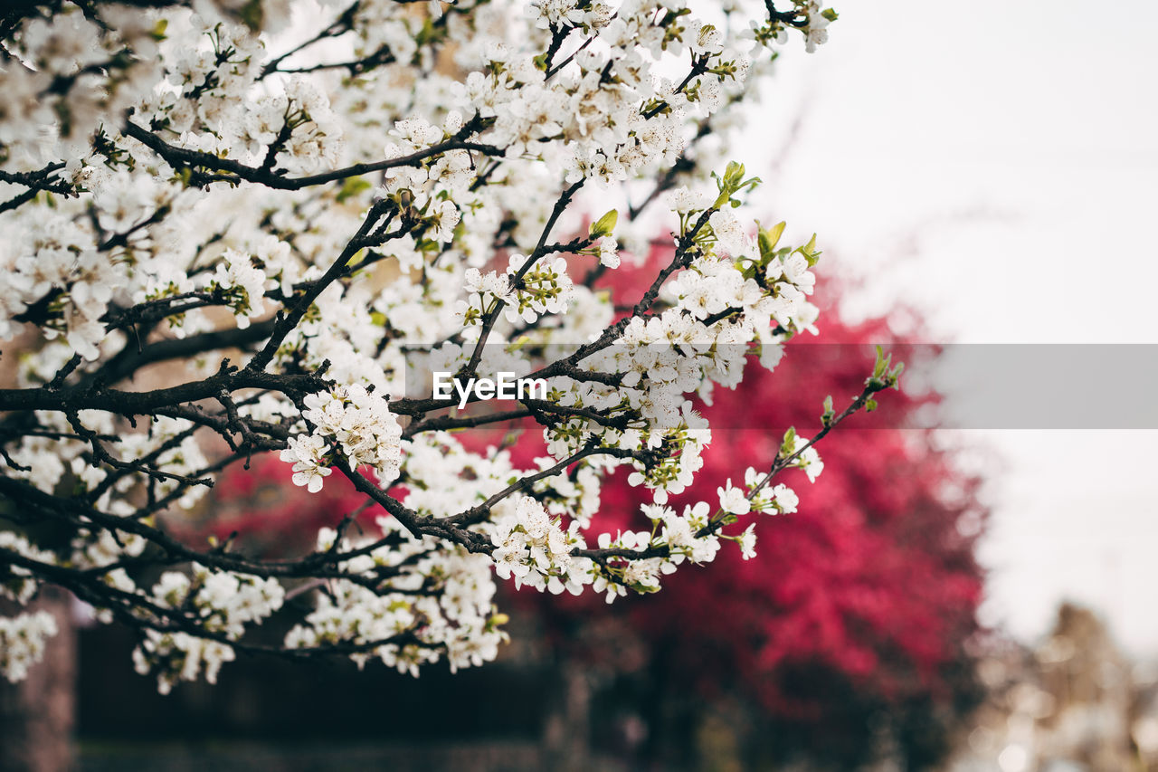 LOW ANGLE VIEW OF FLOWERS ON TREE