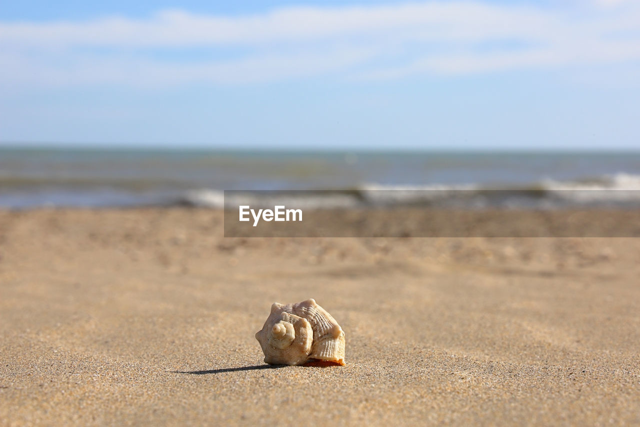 View of crab on beach