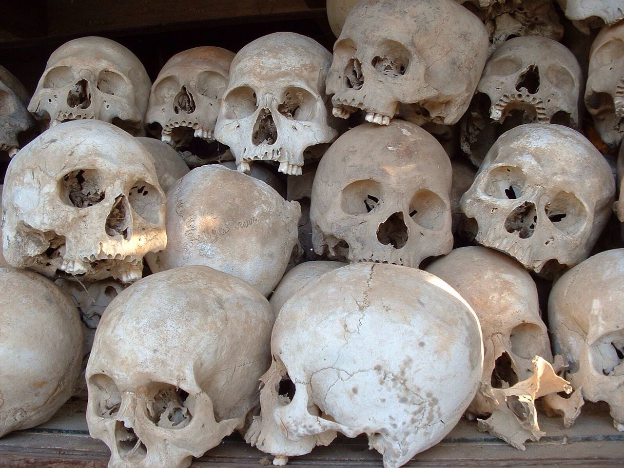 Close-up of human skulls on table