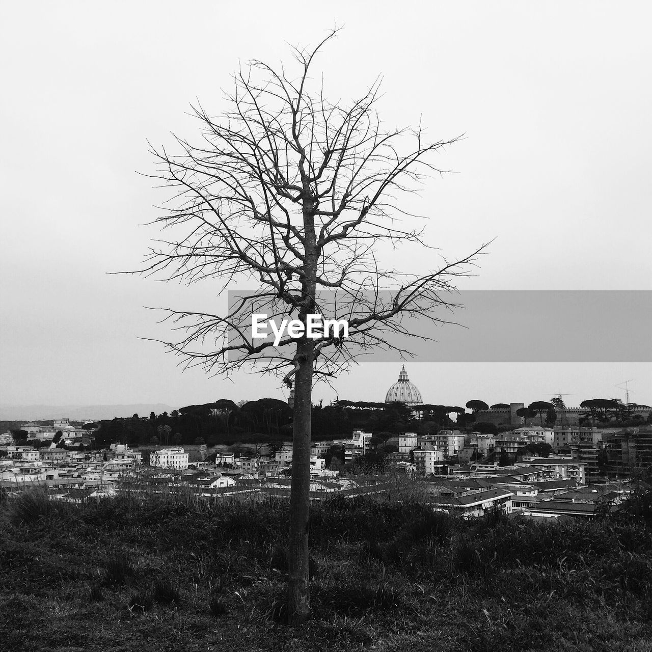 BARE TREE ON FIELD AGAINST BUILDINGS