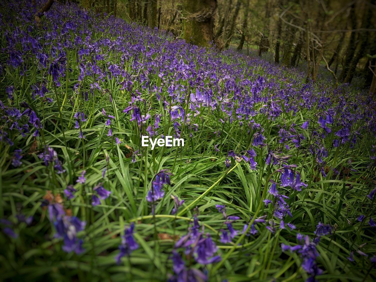 Close-up of purple flowers