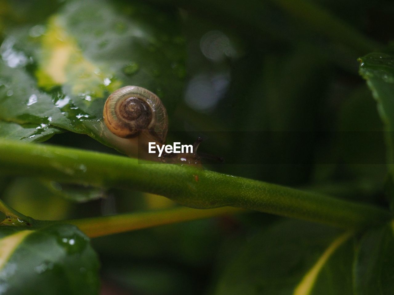 CLOSE-UP OF SNAIL