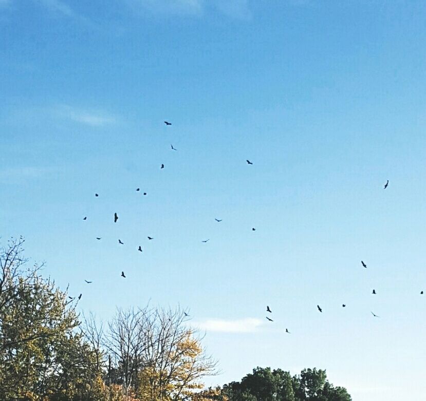 LOW ANGLE VIEW OF BIRDS FLYING IN SKY