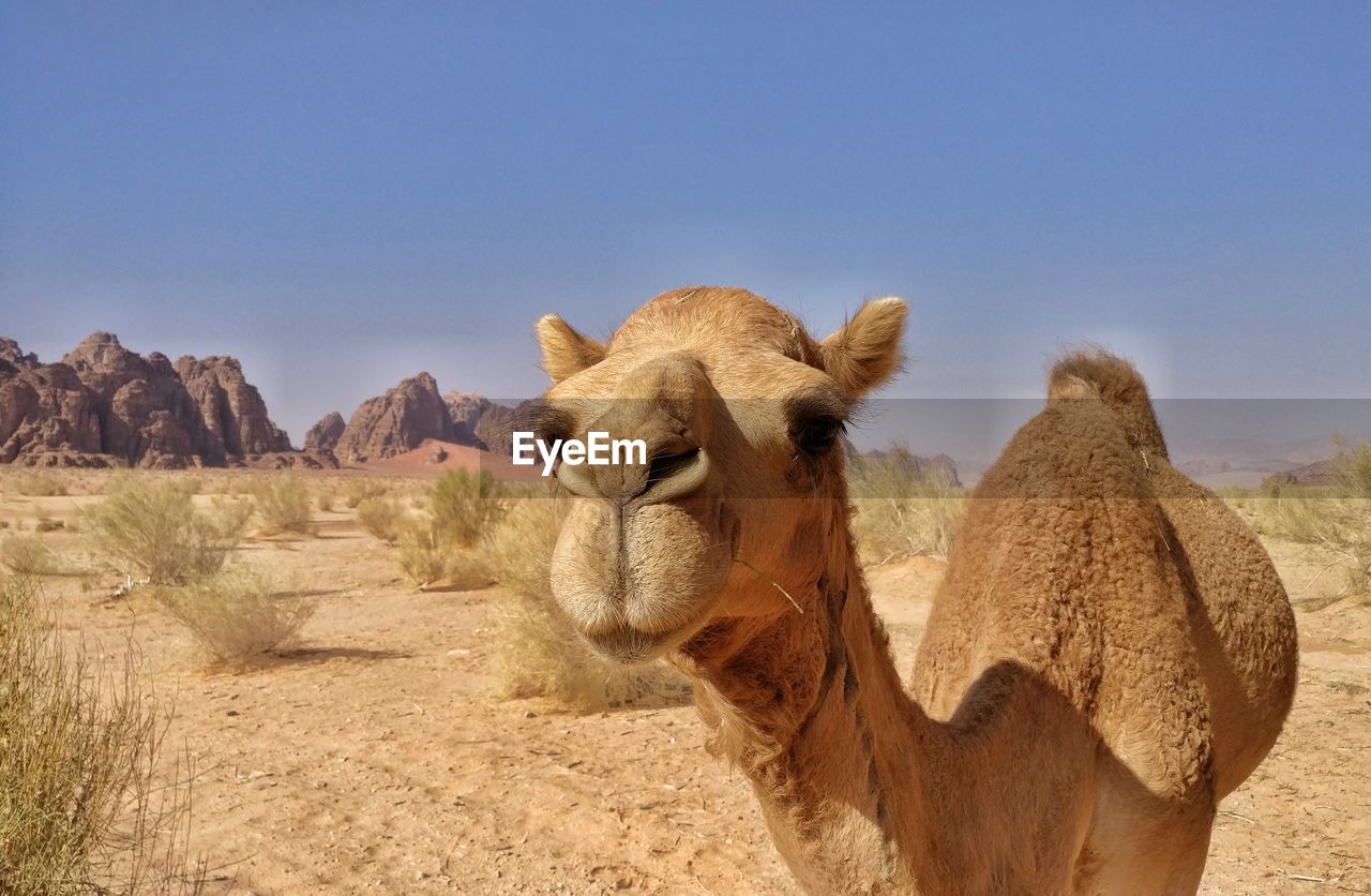 Portrait of camel on desert against sky