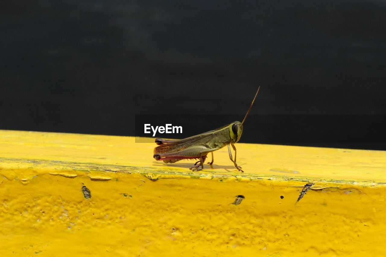 Close-up of grasshopper on yellow wall