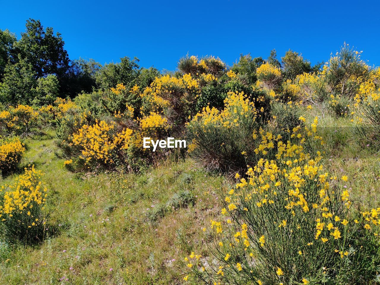 YELLOW FLOWERING PLANTS ON LAND