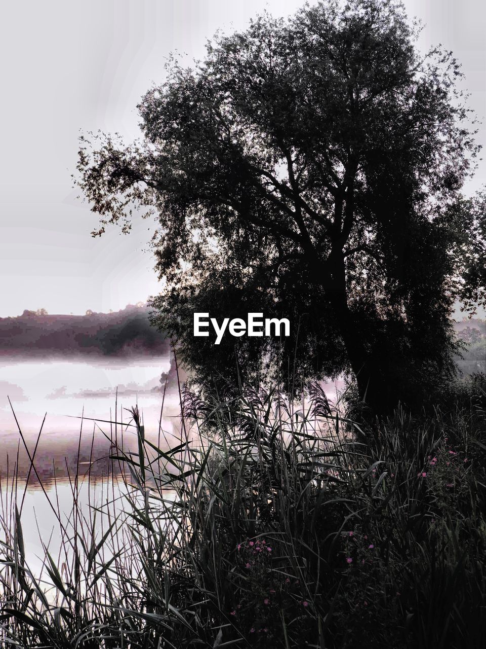 VIEW OF TREE BY LAKE AGAINST SKY