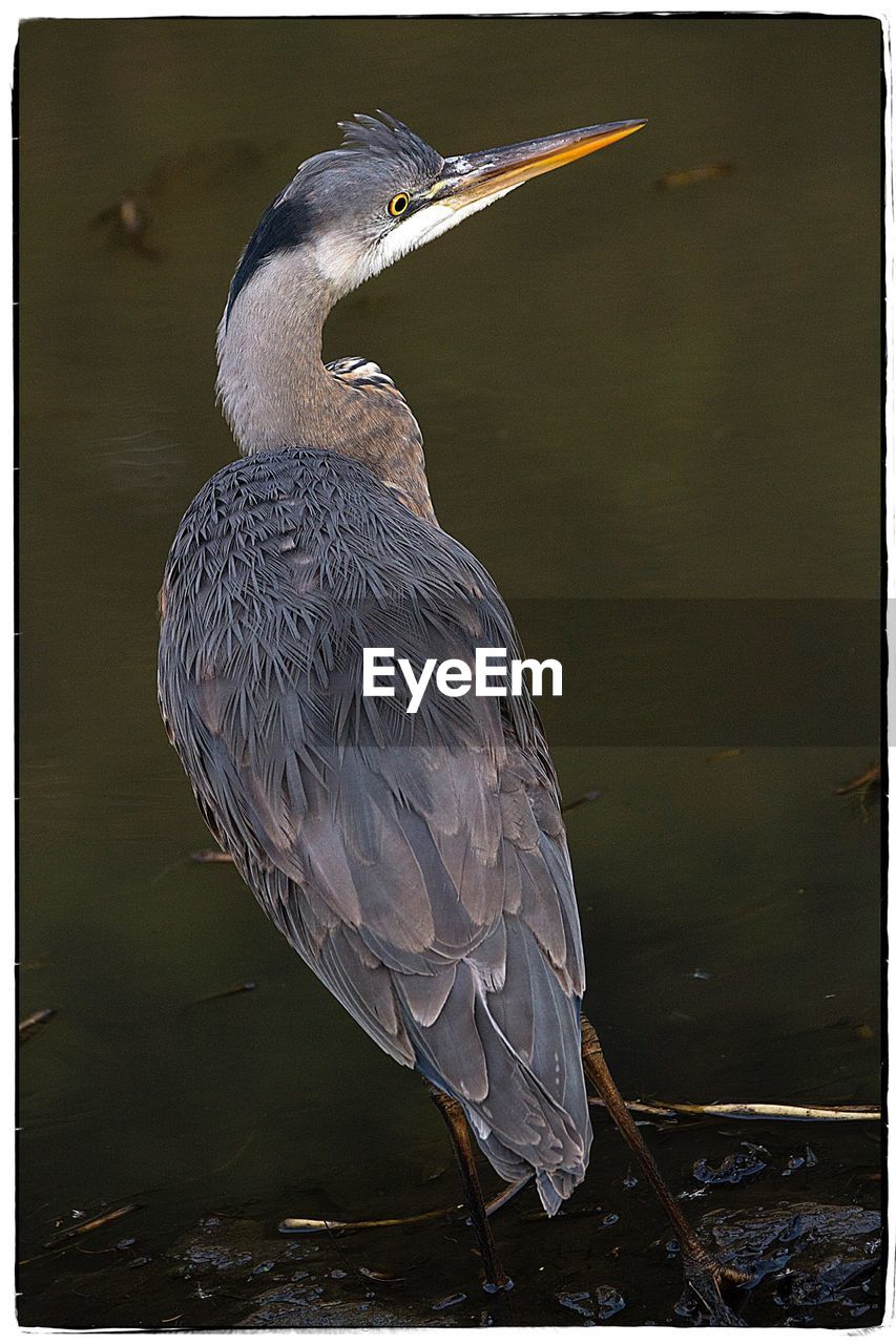 HIGH ANGLE VIEW OF GRAY HERON PERCHING BY LAKE