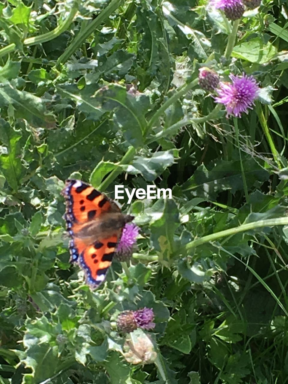 HIGH ANGLE VIEW OF INSECT ON FLOWER