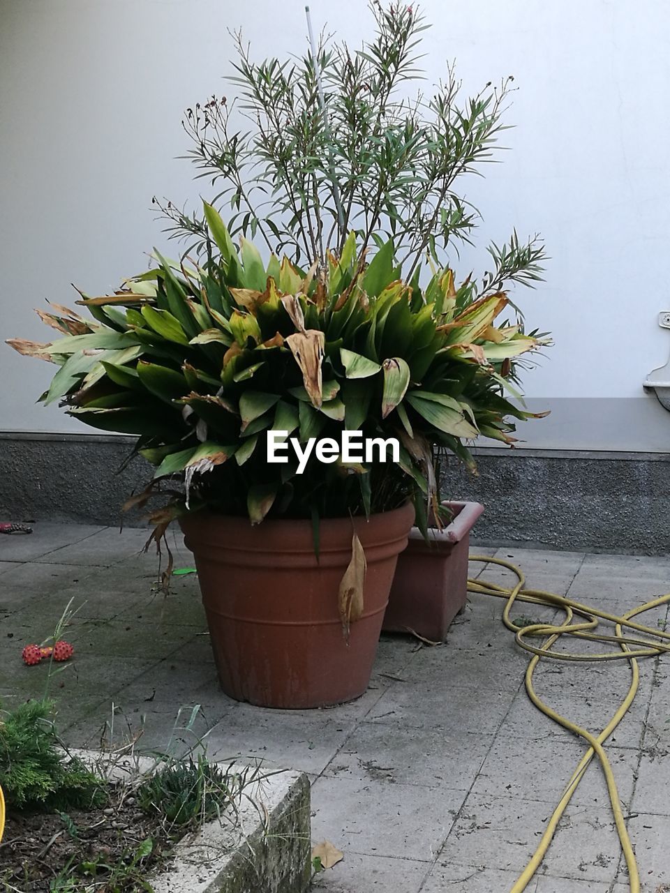 POTTED PLANT IN BACKYARD