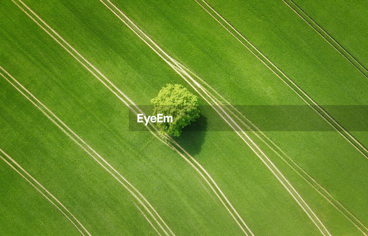 High angle view of agricultural field