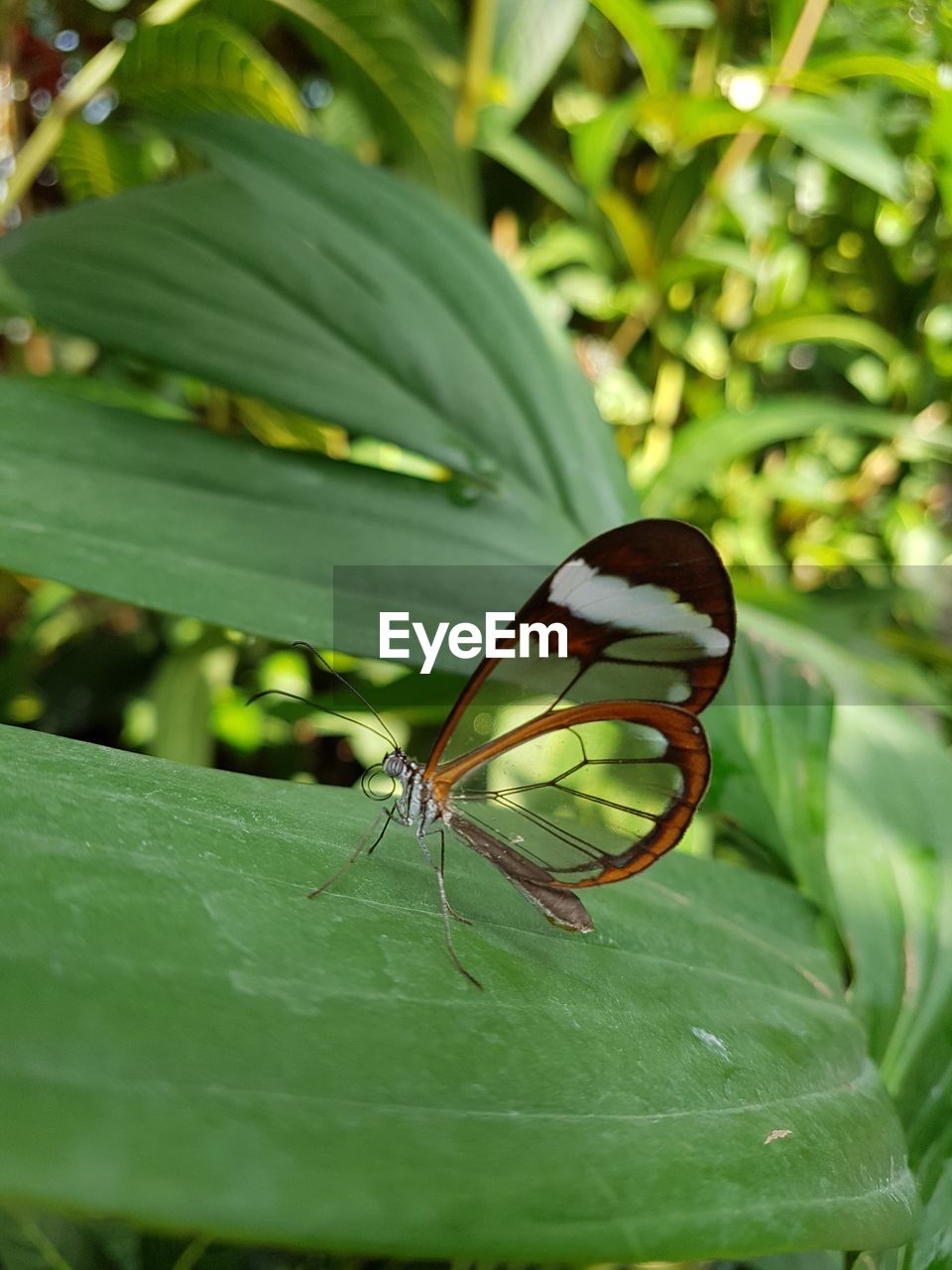 CLOSE-UP OF BUTTERFLY ON PLANT