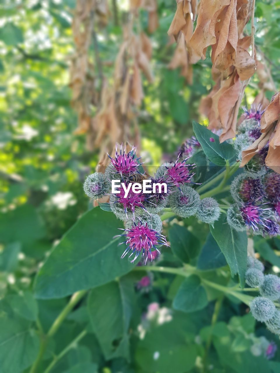 CLOSE-UP OF PURPLE FLOWERING PLANT AGAINST BLURRED BACKGROUND