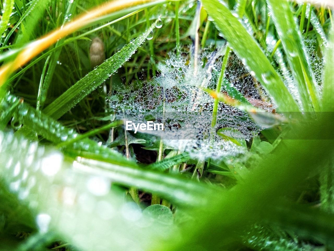 Wet spider web in middle of grass