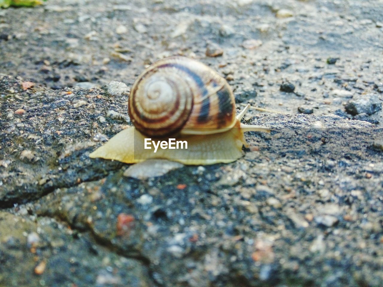 CLOSE-UP OF SNAIL IN FOREST