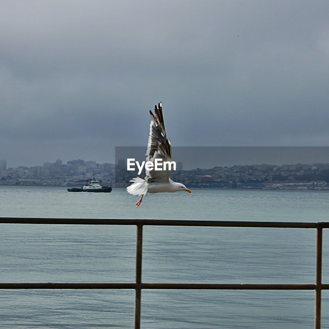 Full length side view of seagull flying over railing by sea