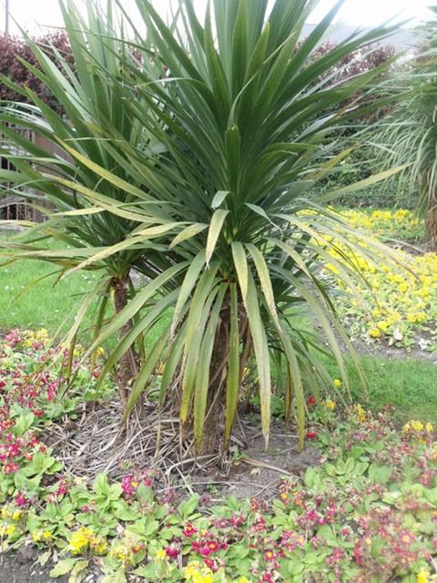 PLANTS GROWING ON FIELD