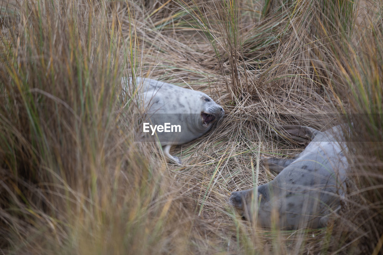 Seal pup in grassy dunes. norfolk, december 2021.