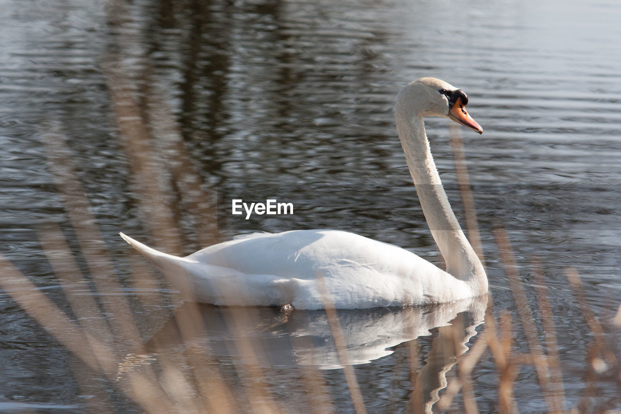 SWAN IN LAKE