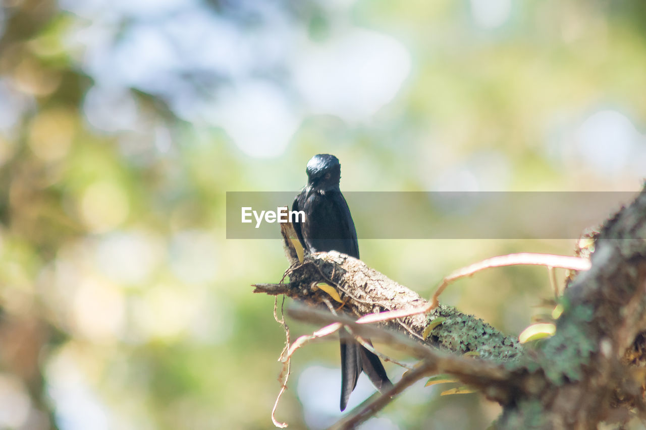 BIRD PERCHING ON A BRANCH