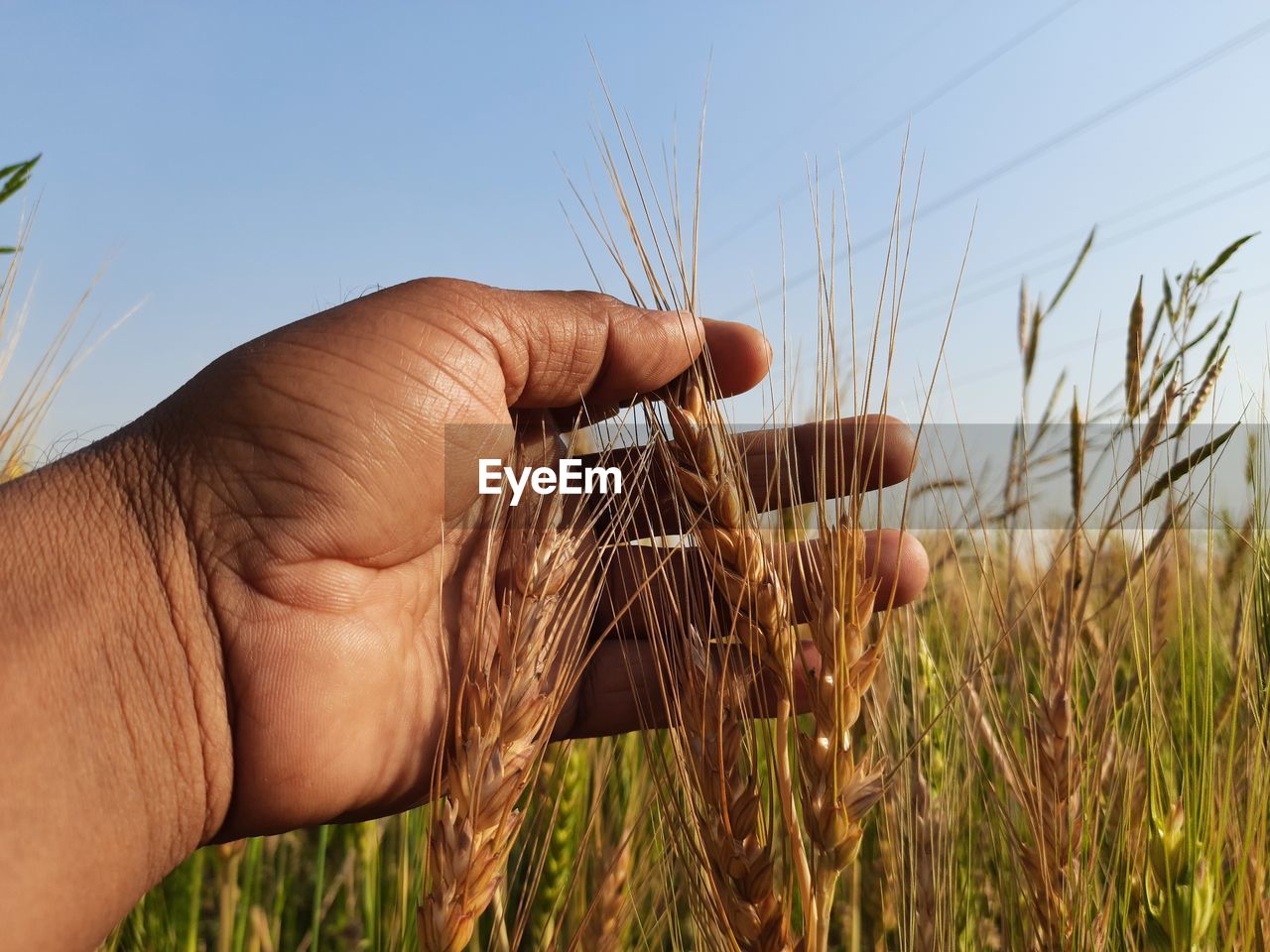 CLOSE-UP OF HAND HOLDING WHEAT PLANT ON FIELD