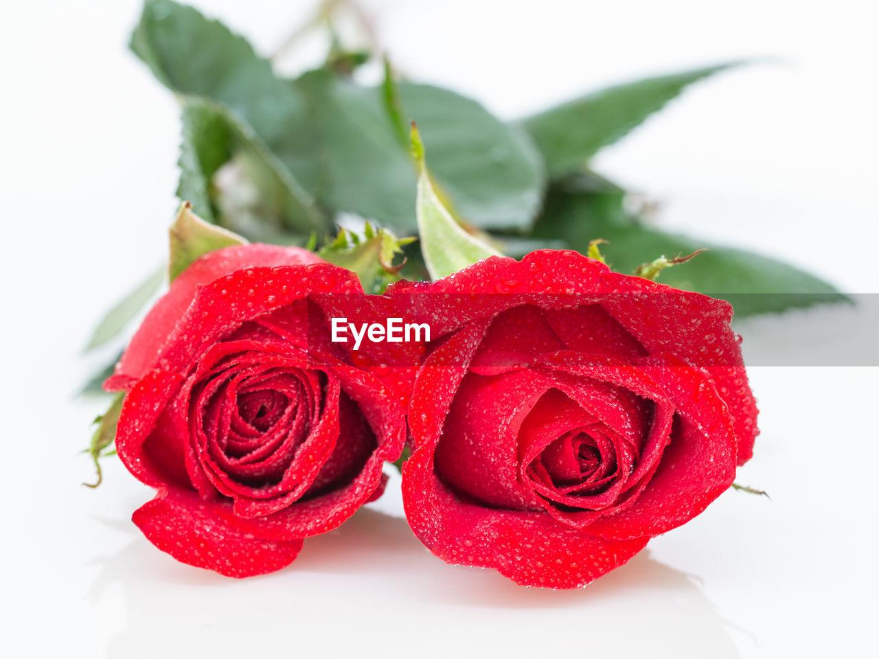 red, rose, plant, flower, freshness, leaf, bouquet, flowering plant, nature, plant part, beauty in nature, petal, cut flowers, garden roses, food and drink, close-up, food, pink, love, emotion, no people, studio shot, cut out, flower head, white background, indoors, floristry, positive emotion