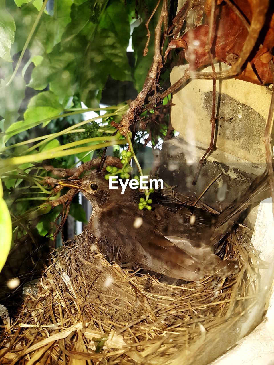 CLOSE-UP OF BIRD BY PLANTS IN NEST