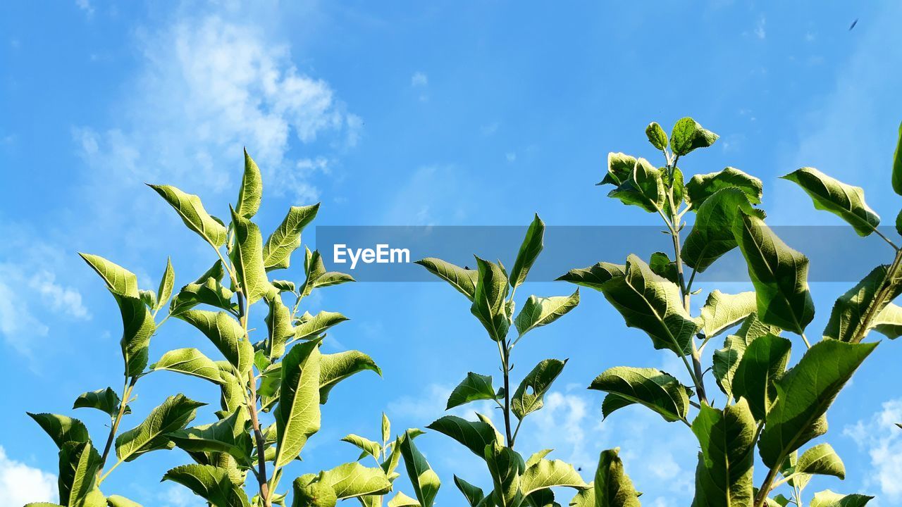 LOW ANGLE VIEW OF FRESH GREEN PLANTS AGAINST SKY