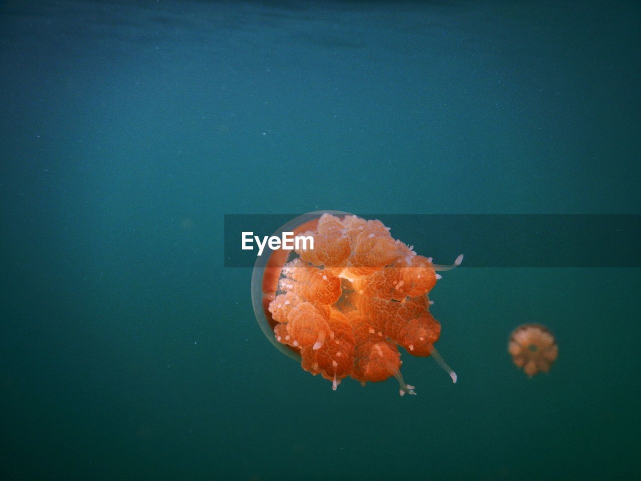 Close-up of orange jellyfish in sea