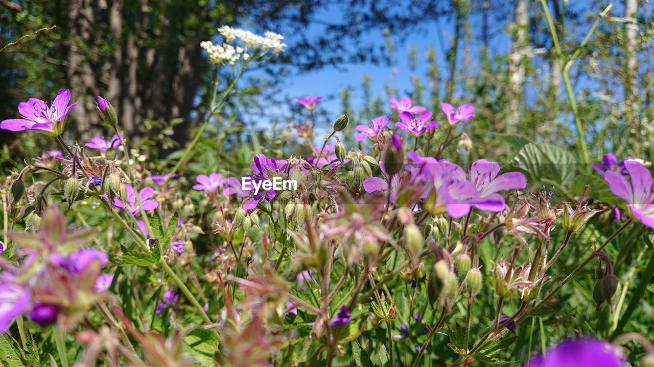 CLOSE-UP OF PINK FLOWERING PLANT IN FIELD