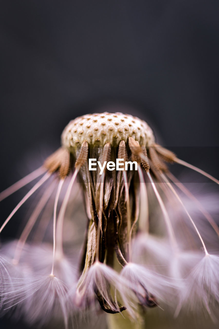 Close-up of a dandelion 