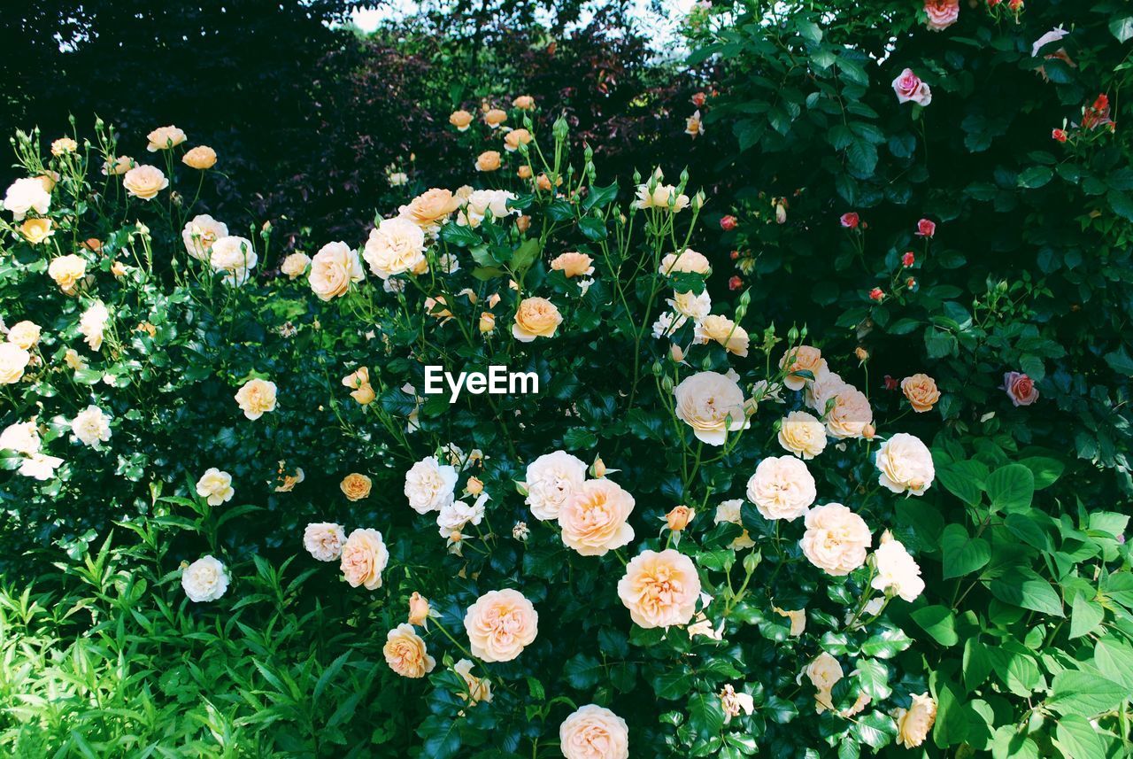 Close-up of flowers blooming in field