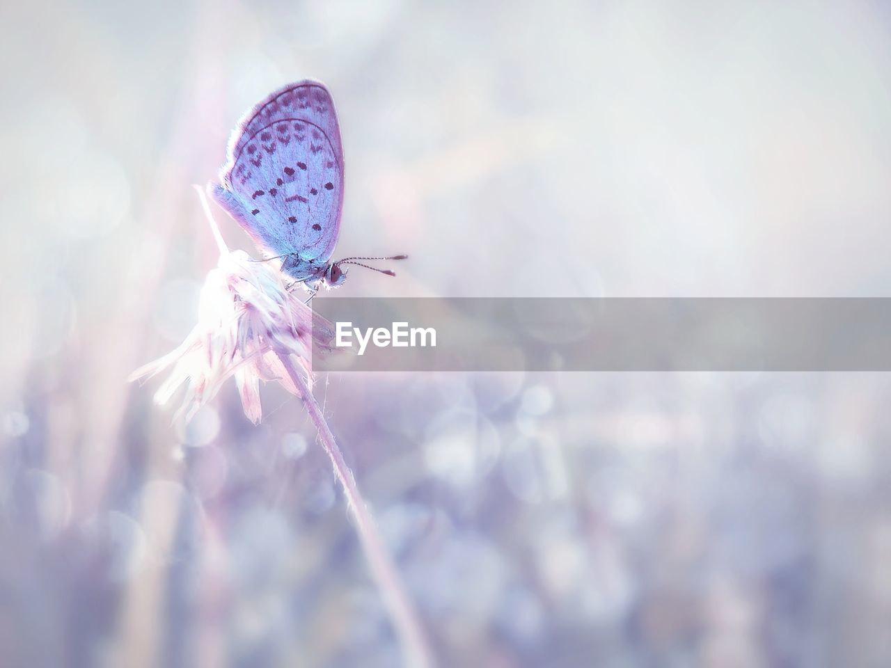 Close-up of butterfly on flower