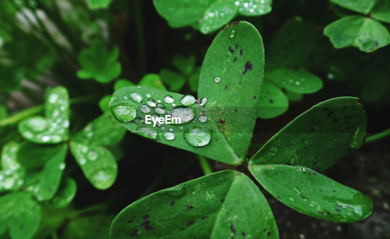 Close-up of raindrops on leaves