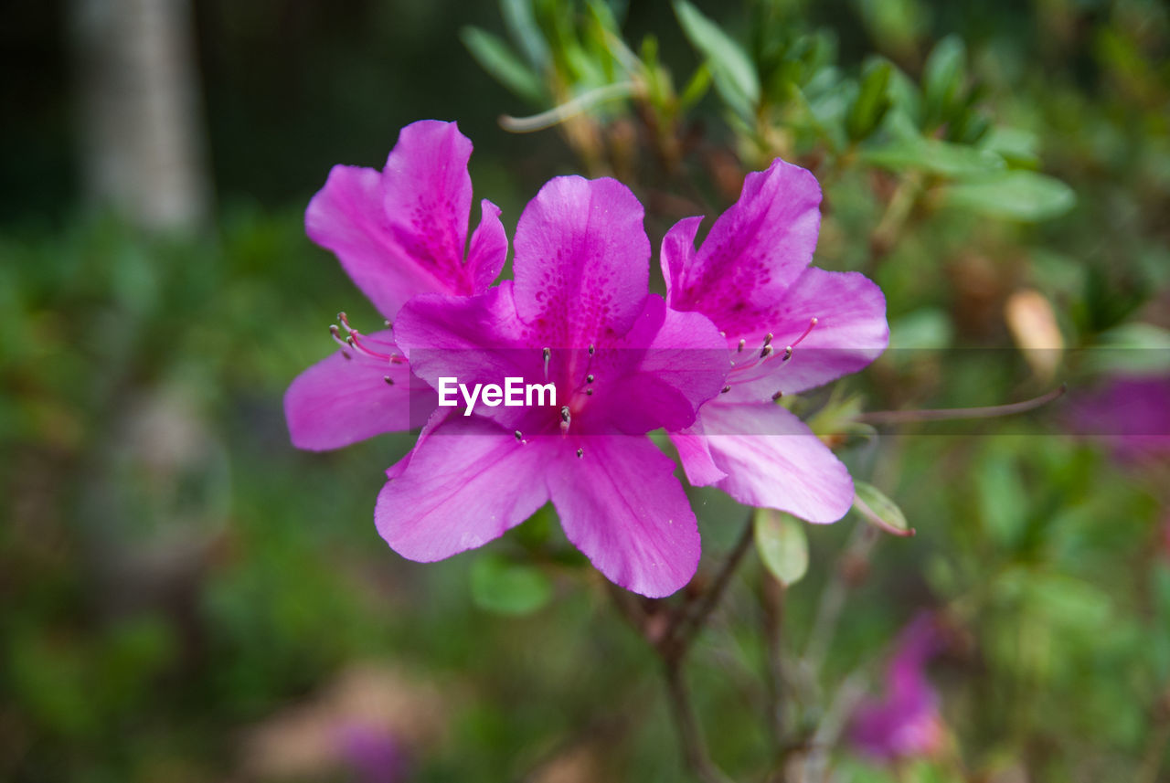 CLOSE-UP OF PINK FLOWER