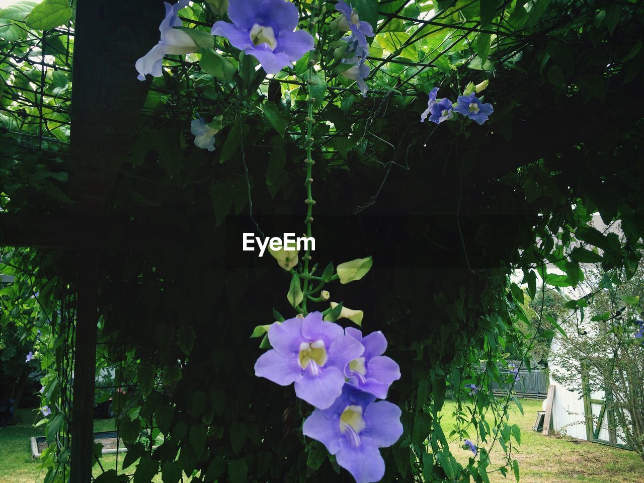 Purple flower on vine