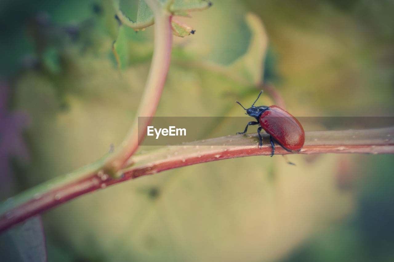 CLOSE-UP OF INSECT