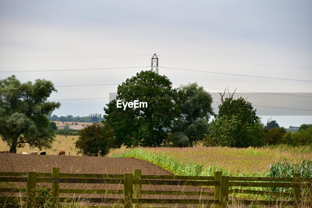 TREES IN FIELD