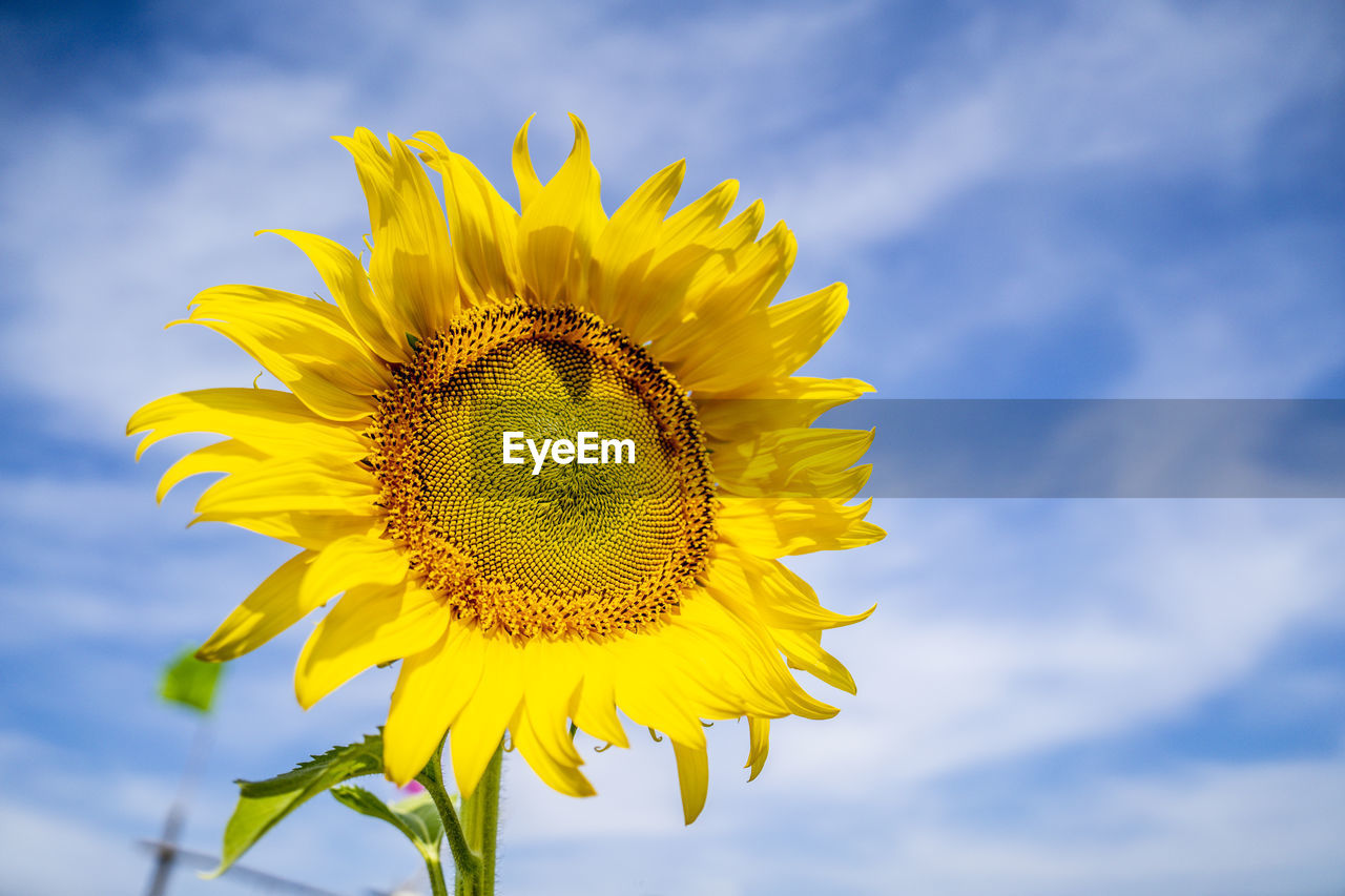 Close-up of yellow sunflower against sky