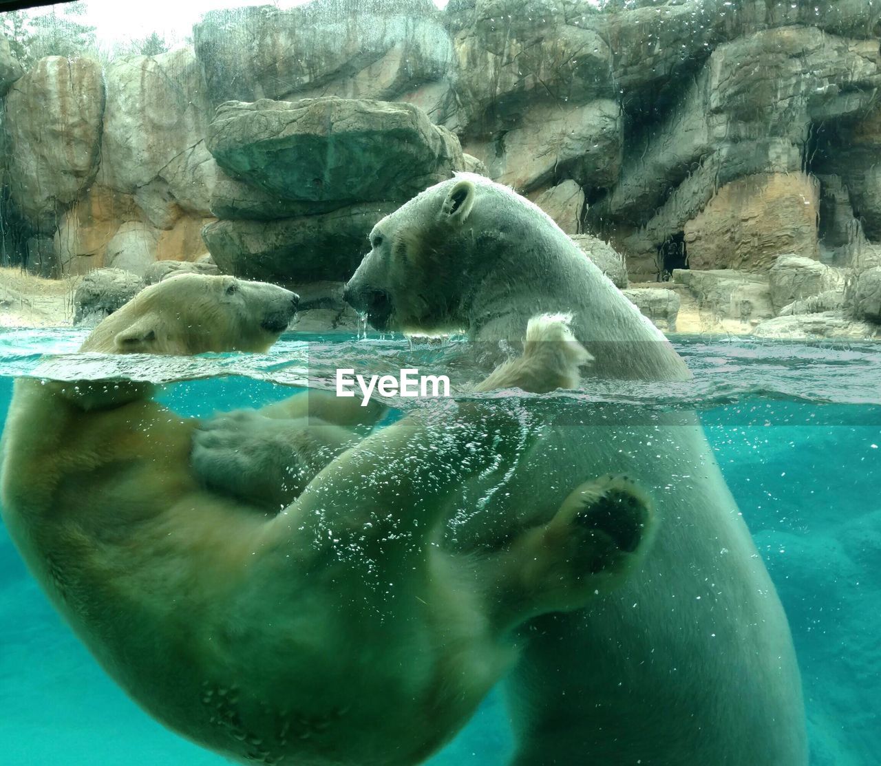 Polar bears playing in pond seen through glass at zoo