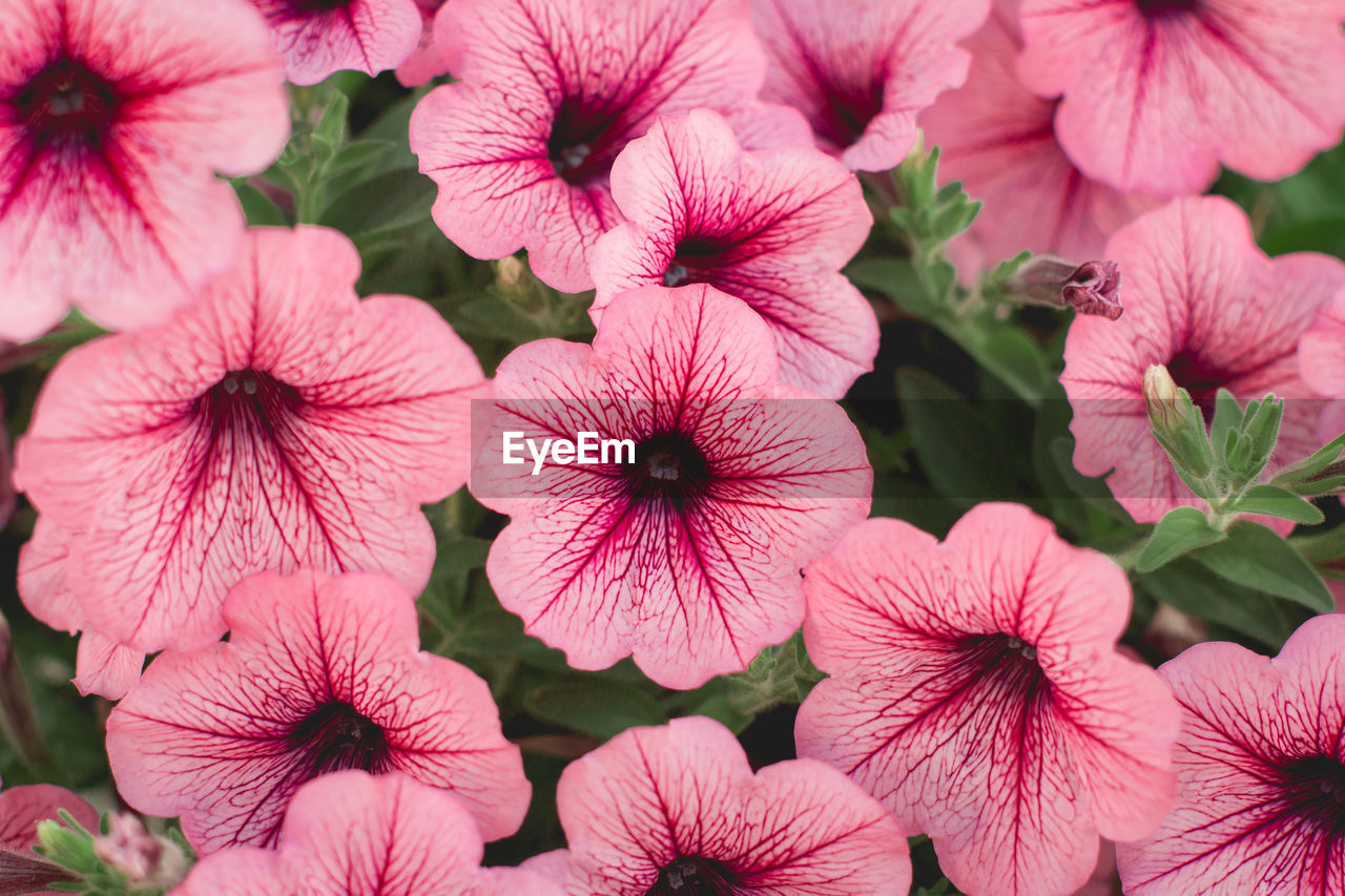 FULL FRAME SHOT OF PINK FLOWERS