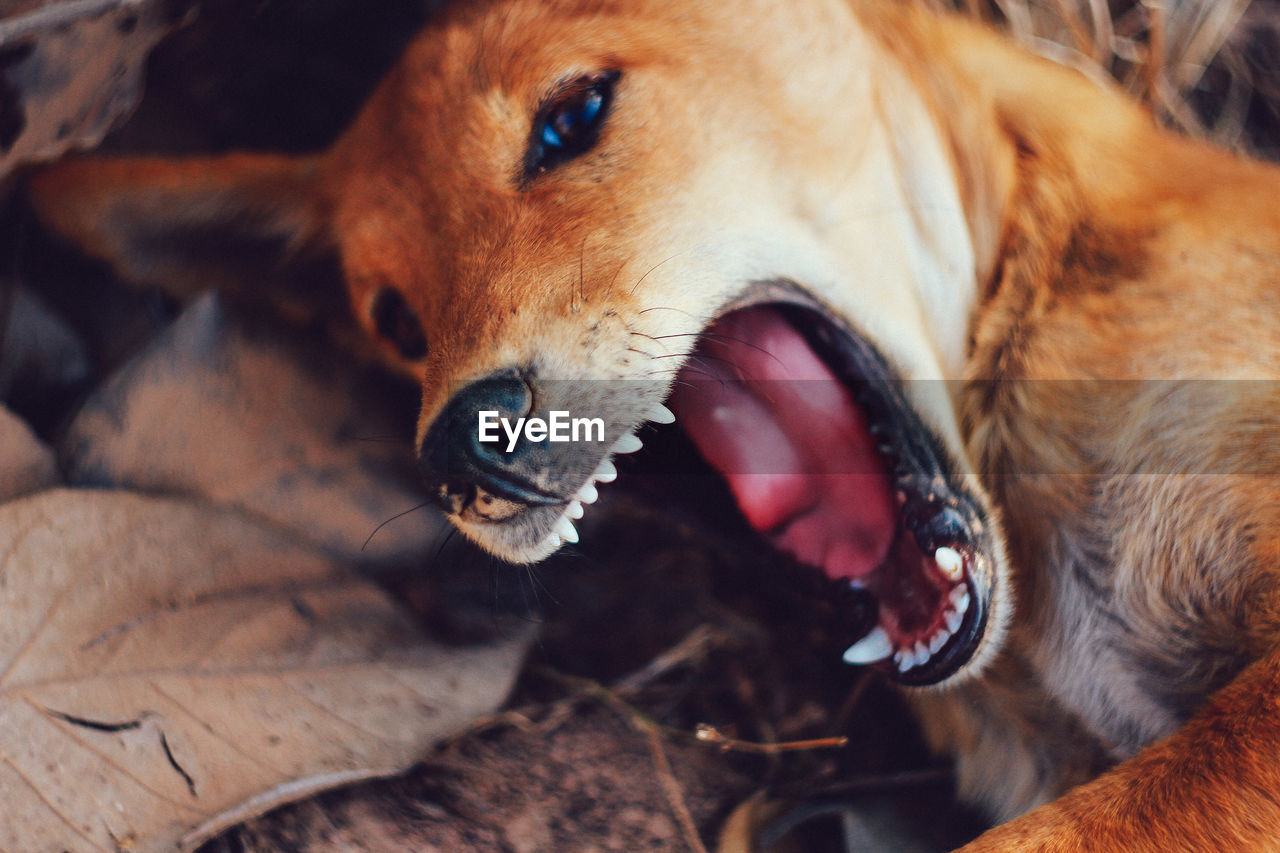 CLOSE-UP OF DOG WITH MOUTH