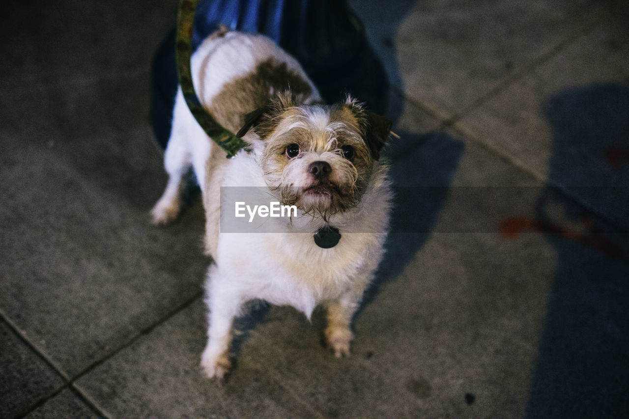 High angle portrait of dog standing on sidewalk at night