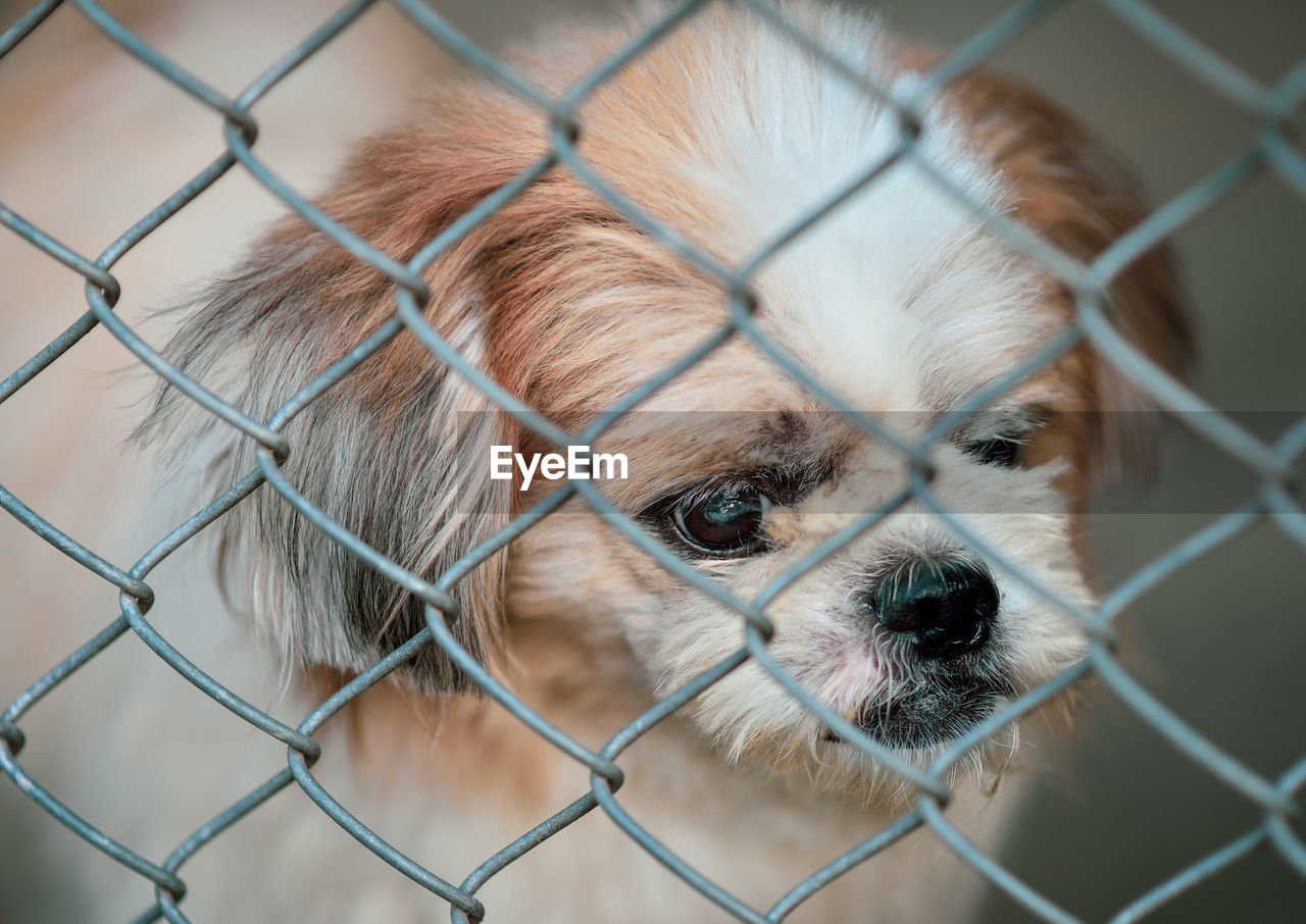 Dog locked in a cage,vintage color tone