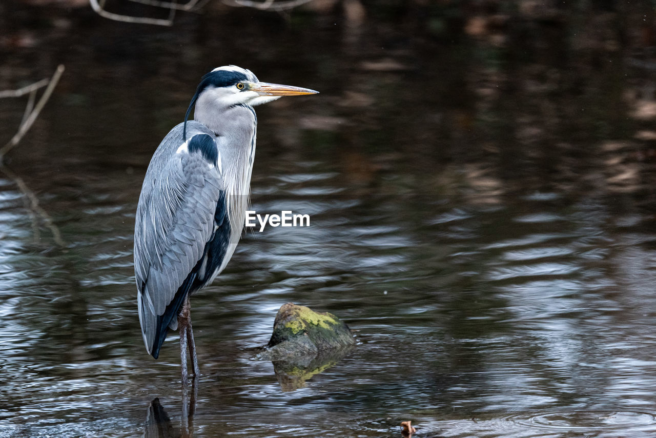 animal themes, bird, animal wildlife, animal, wildlife, water, one animal, heron, water bird, reflection, nature, beak, lake, gray heron, no people, great blue heron, day, focus on foreground, wetland, outdoors, beauty in nature