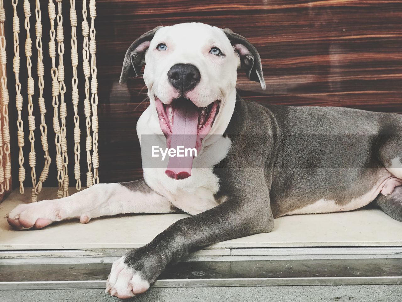 Portrait of dog sitting on wood